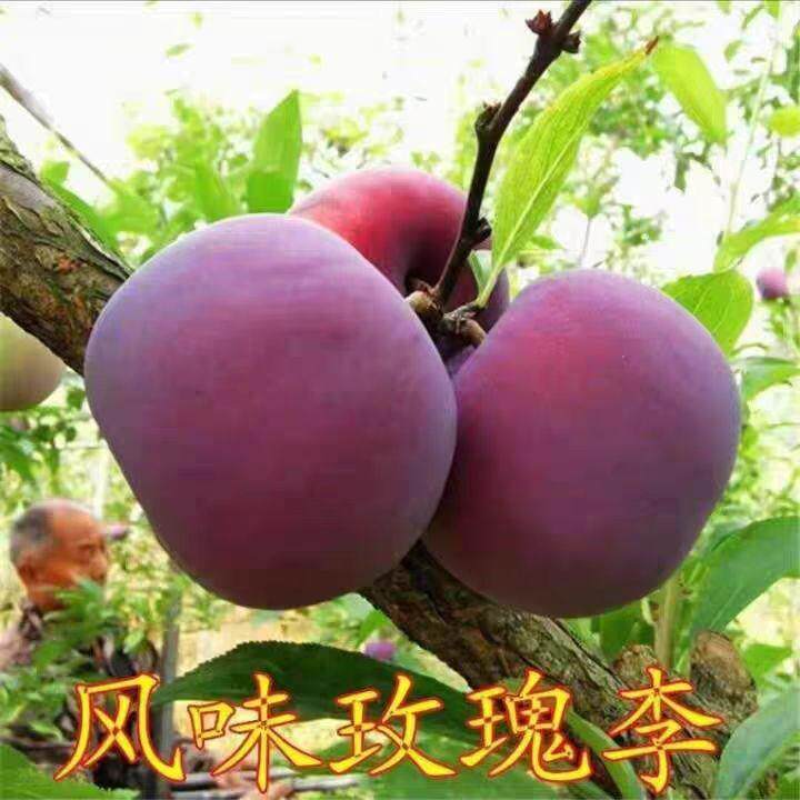 美国杏李苗风味玫瑰李树苗红肉李树苗嫁接李子苗南方北方庭院果苗