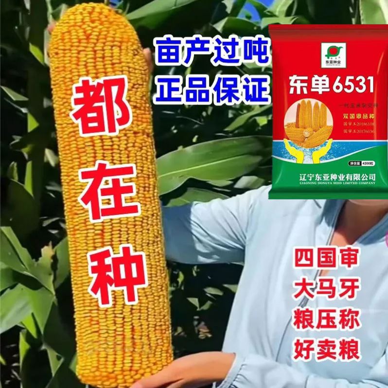 东单6531杂交玉米种子国
