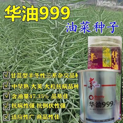 华油正品油菜种子矮杆耐
