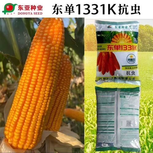 转基因东单1331K杂交玉米种子超高产抗病抗虫特大棒矮杆抗倒抗旱