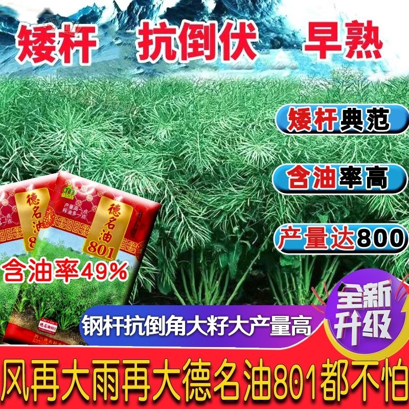 杂交高产油菜籽种子矮杆
