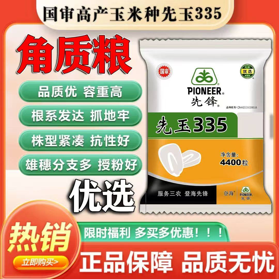 先玉335杂交玉米种高产矮杆抗倒