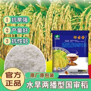 内香8518高产杂交水稻种子旱稻香米水稻谷种长粒优质旱地稻种籽孑