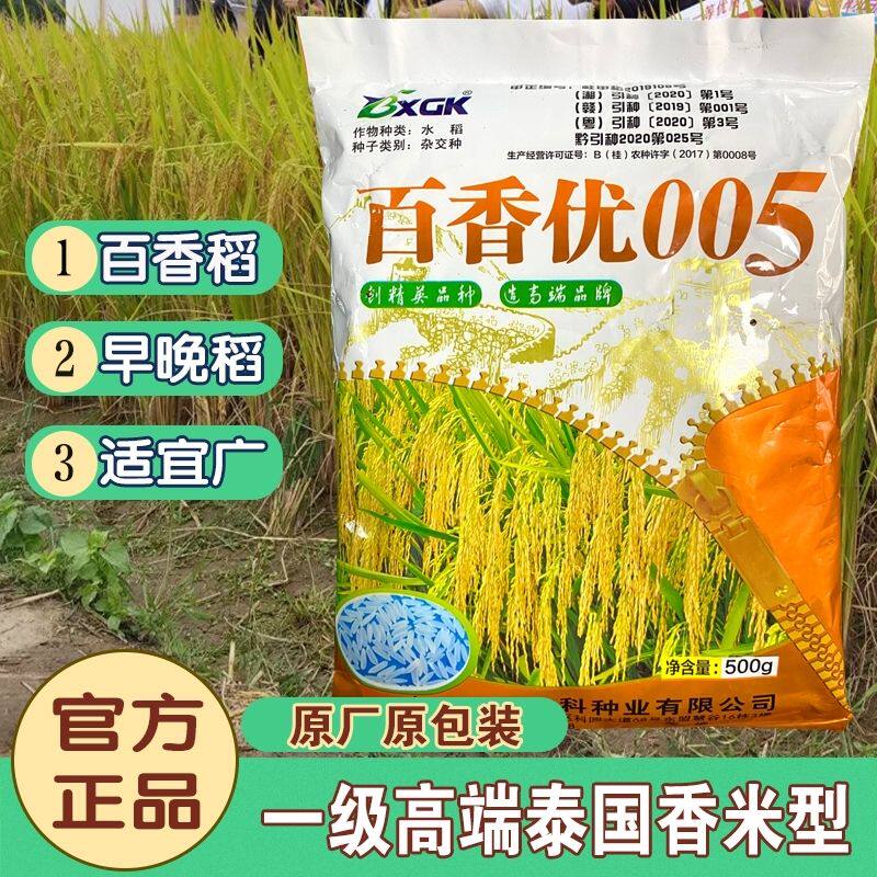 正品百香优005泰国香米长粒稻谷种高产杂交水稻种子中季早稻晚稻