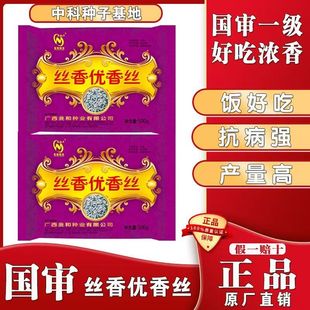 丝香优香丝杂交水稻种子高产一级长粒香米南方水稻谷种可早中晚稻