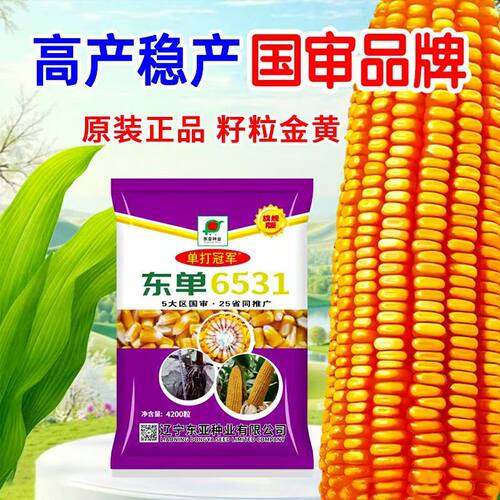 原装正品东单6531高产玉米种子