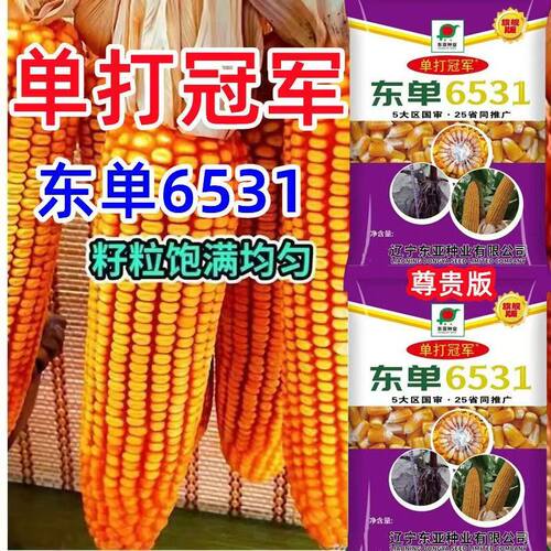 东单6531杂交玉米种子矮杆抗倒