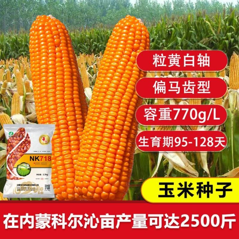 nk718高产杂交玉米种子矮杆超大棒双胞胎优质玉米种籽南北方早熟