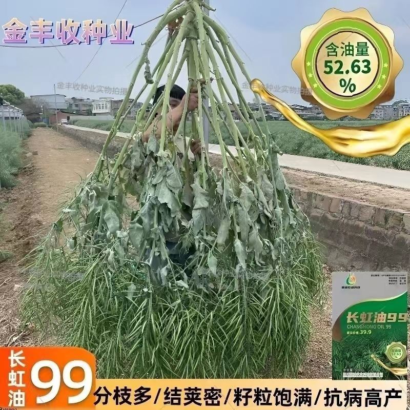 长虹油99高产杂交油菜种子大全