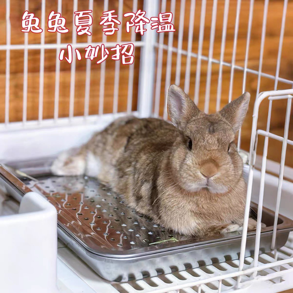 宠物冰垫夏季兔子窝耐抓耐咬小宠降温解暑冰盒猫咪狗狗睡觉凉垫