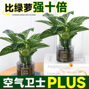 快速发货铂金钻水培植物蔓绿绒大叶金钻绿植绿公S主盆栽室内绿萝