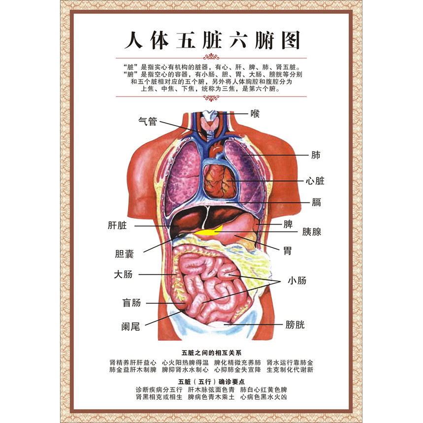 人体五脏六腑图 人体器官 医学脏腑理论中医养生装饰画 313