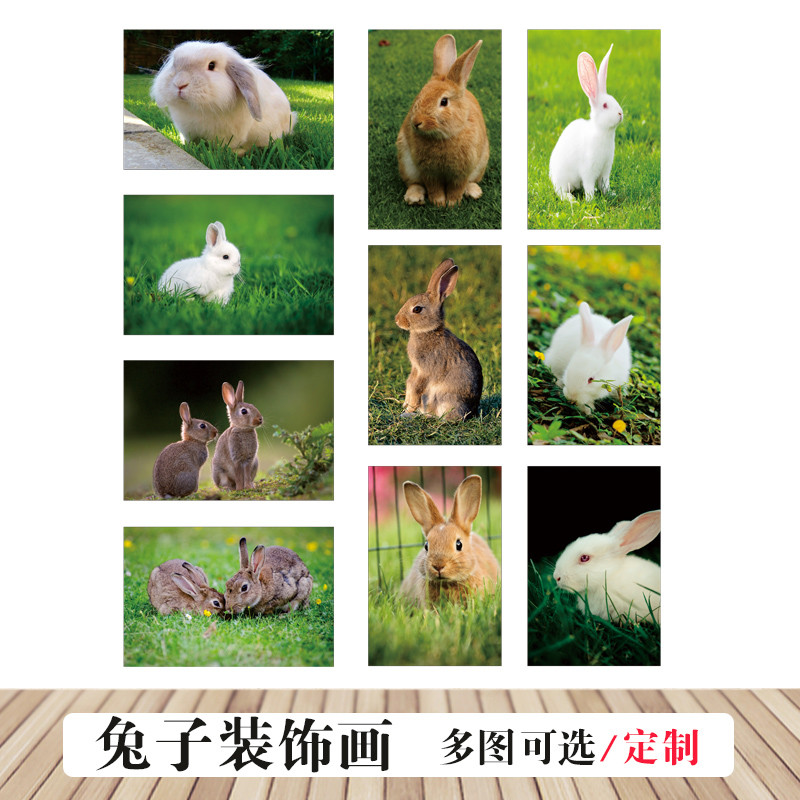 动物画兔子海报可爱萌宠小白兔装饰海报沙发壁画早教图兔子装饰画图片