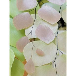 银币铁线蕨 稀有室内观叶植物 回声森林