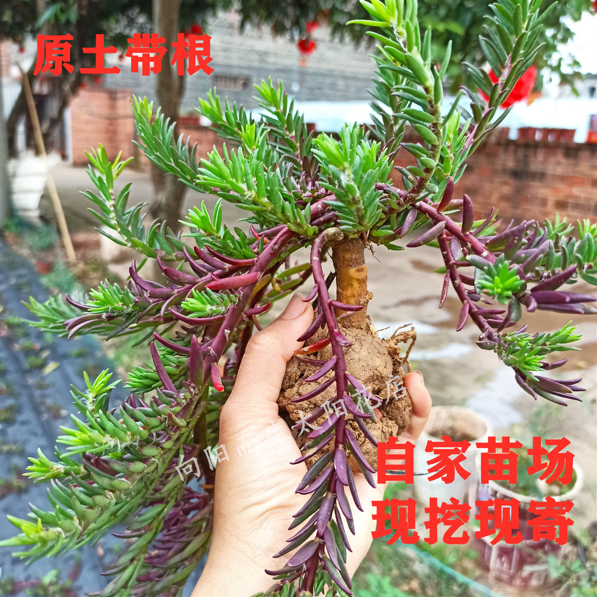 太阳花老桩树桩多年生带根带土带花苞造型盆景仙桃子苞牡丹玫红王