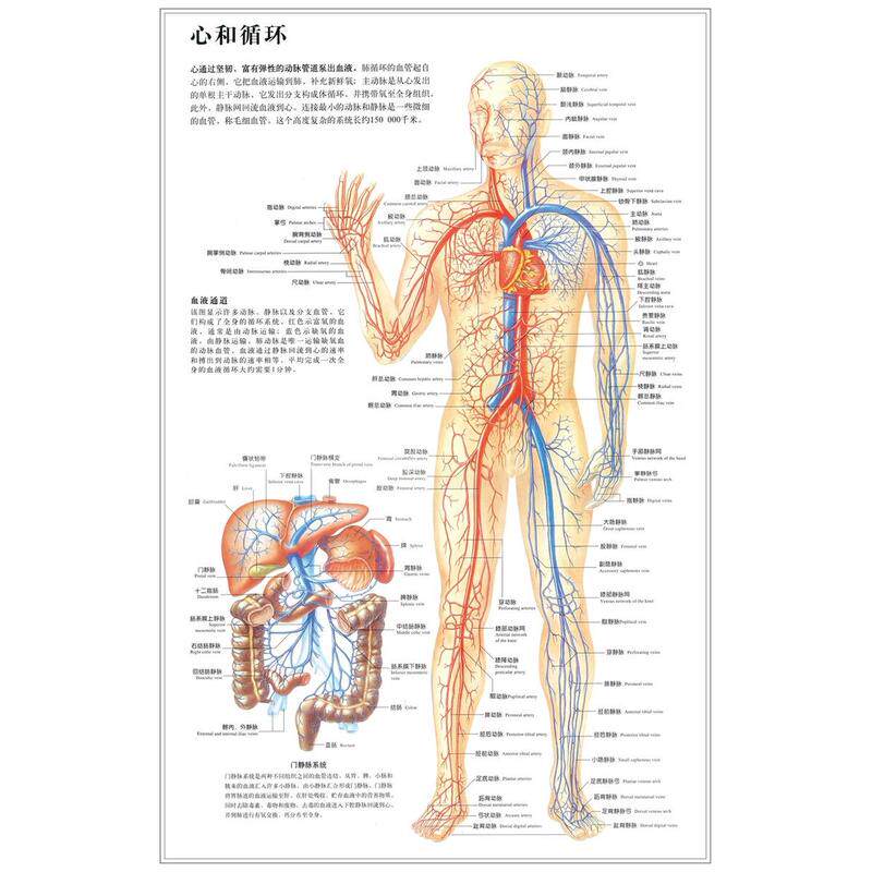 医院诊所人体心和血液静动脉循环系统图宣传画挂图墙贴纸海报