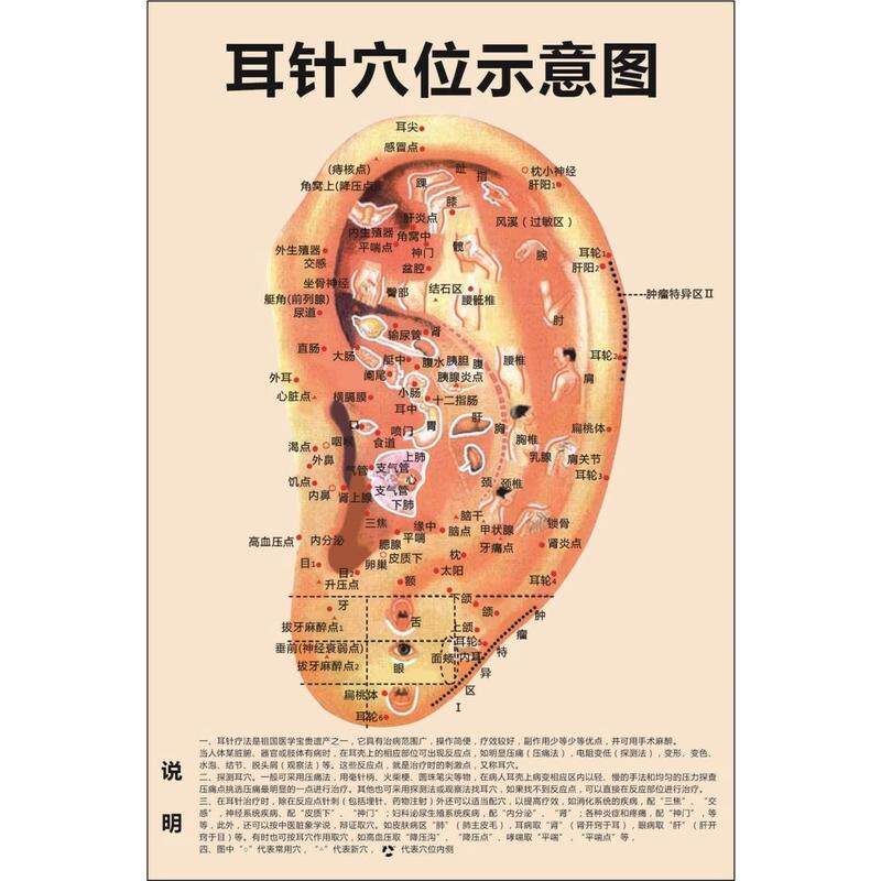 耳针六位示意图海报展板耳朵人体全息图耳部反射区挂图装饰画KT板