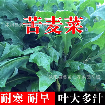 牧草种子四季花芽苦麦菜种子苦荬菜苦麻菜种子苦麥菜高产甜唛菜