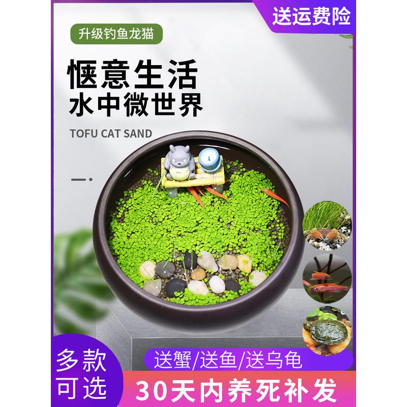 微景观龙猫垂钓办公室桌面盆栽紫砂陶瓷鱼缸植物种子创意水培植物