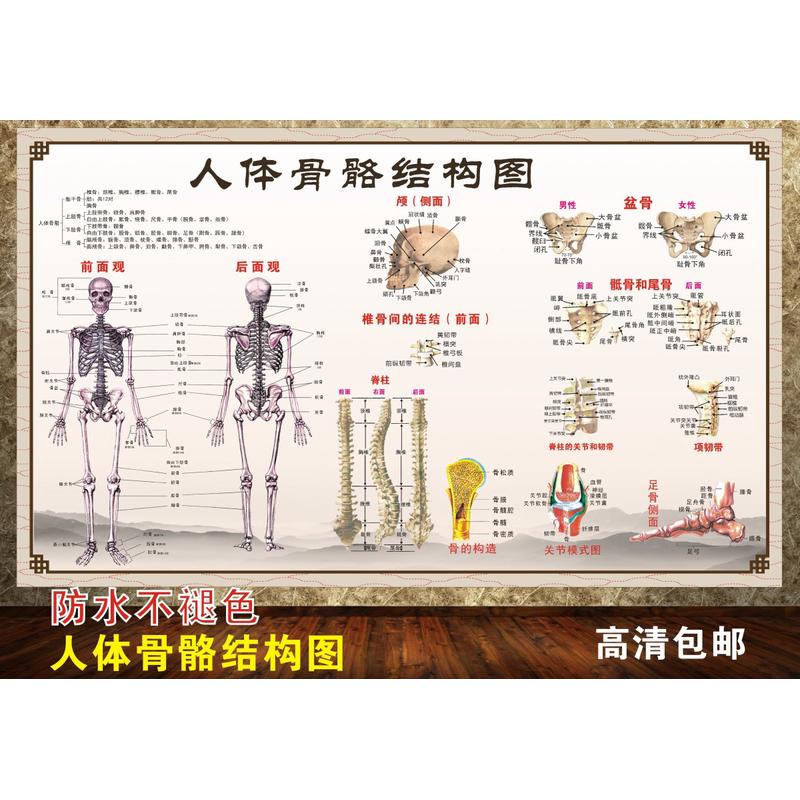 人体骨骼结构肌肉解剖图海报全身医院文化墙中医养生馆海报装饰画