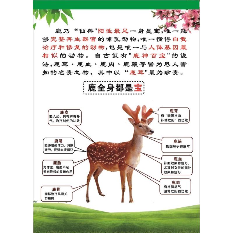 鹿全身都是宝海报展板养生滋补珍品一梅花鹿食用功效墙贴墙纸KT板