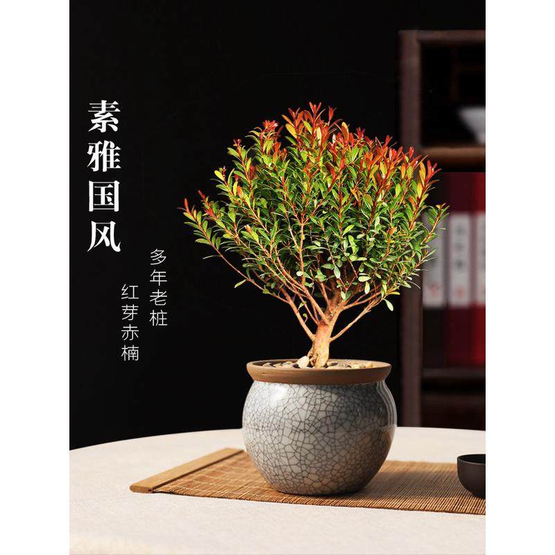红芽赤楠盆栽小叶赤楠盆景老桩办公室桌面小盆栽室内四季常青绿植,鲜花速递/花卉仿真/绿植园艺,绿植,淘宝优惠券,粉丝福利购,淘宝优惠卷