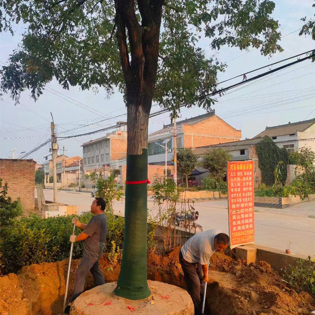 供应工程乔木西安国槐 老土绿化行道树青槐批发价陕西西北槐