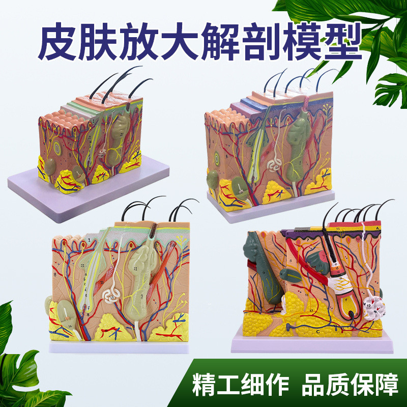 35倍50倍70倍人体皮肤组织结构放大解剖模型医学美容整形模型