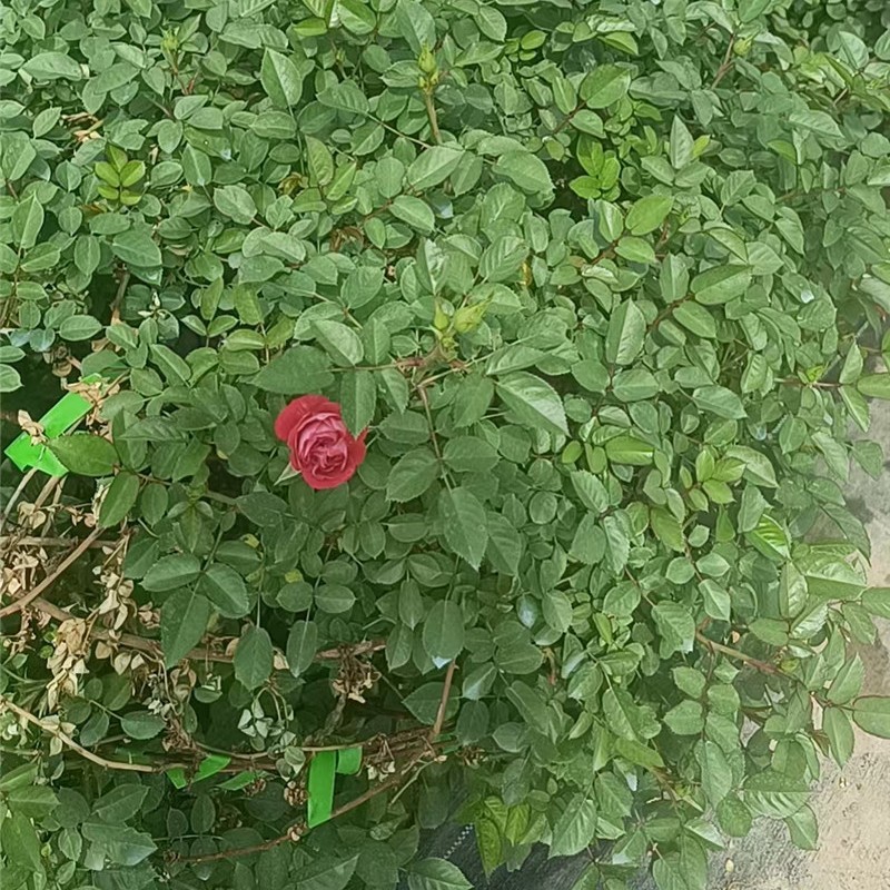 成品月季花球造型欧藤爬藤蔷薇花成品立体景观花卉球形球状月彩虹