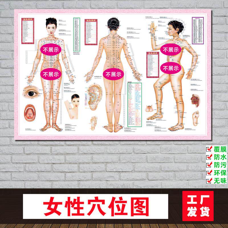 女性人体经络穴位图女性中医养生艾灸拔罐针灸全身十二海报大挂图