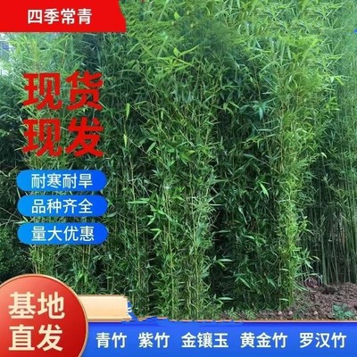 竹子苗四季常青耐寒好养庭院四季青竹金镶玉黄金竹罗汉竹绿化景观