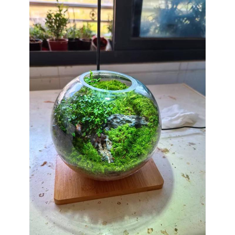 【盆栽】diy创意玻璃苔藓植物生态微景观太空舱办公室桌面摆件