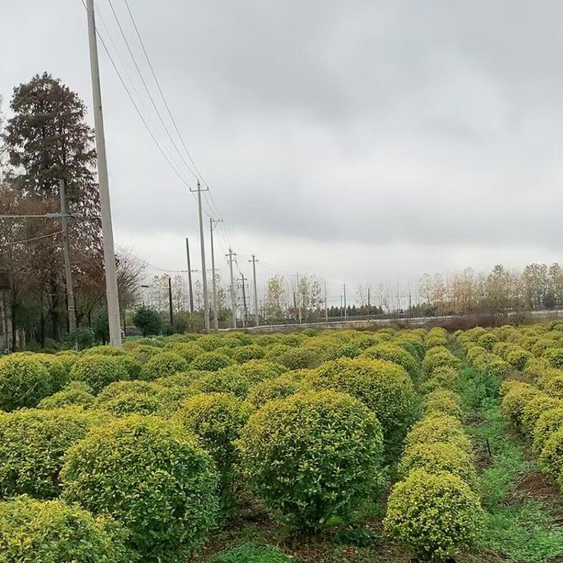 批球晶女贞球绿化工程亮金女贞发亮60公分-2米球规格齐全成活率高