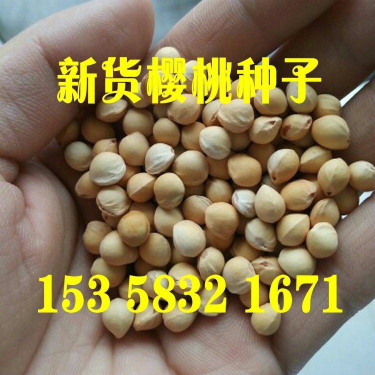 大青叶樱桃种子 马哈利樱桃树种 山樱种子 野生毛樱桃 黄樱桃