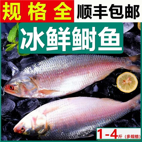 4斤鲥鱼超大1-5斤/条三黎鱼冰鲜三泥鱼海捕海时鱼冻品酒店同款