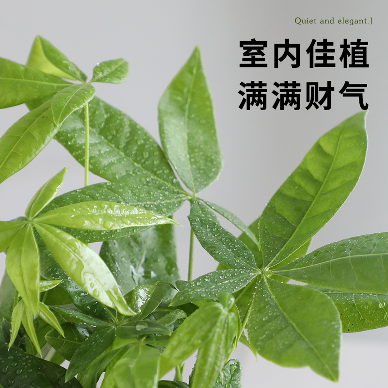 发财树盆栽植物室内办公室好养绿植水培小盆栽客厅好养四季常青