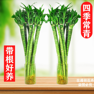 富贵竹水培植物文昌龙竹观音转运竹子盆栽带根客厅绿植好水养招财