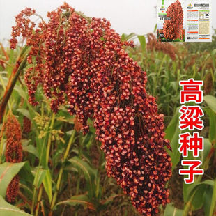 糯优一号高粱种子老品种红粘高粱种籽酿酒高粱籽高产抗病大田杂交