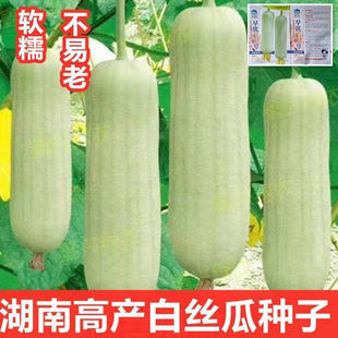白皮白丝瓜种子白玉丝爪种子南方早熟牛奶丝瓜子四季菜蔬菜种籽孑