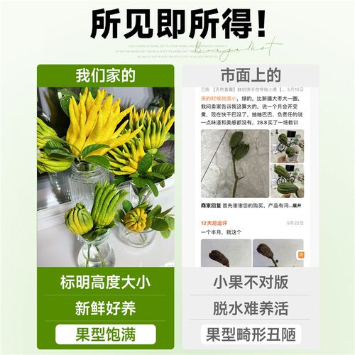 水培植物佛手柑室内水养r绿植鲜切带枝新鲜水果佛手瓜闻香观赏盆