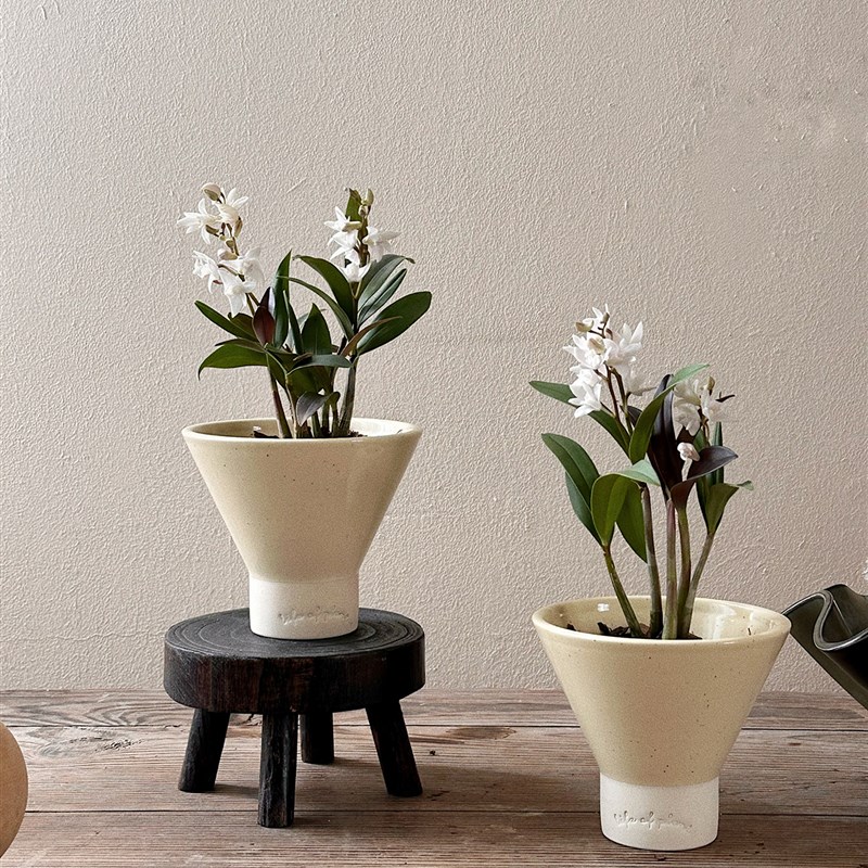 植物私生活 香水石斛 有淡香带花苞 办公室N桌面窗台迷你花卉盆栽