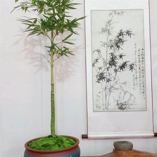 禅竹罗汉竹龙鳞竹茶m艺空间竹子盆景布置茶室耐寒竹苗室内水培植