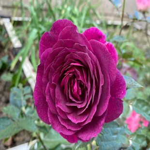 海潮之声 月季扦插花苗 浓香w丰花月季 庭院多头月季盆栽 四季开