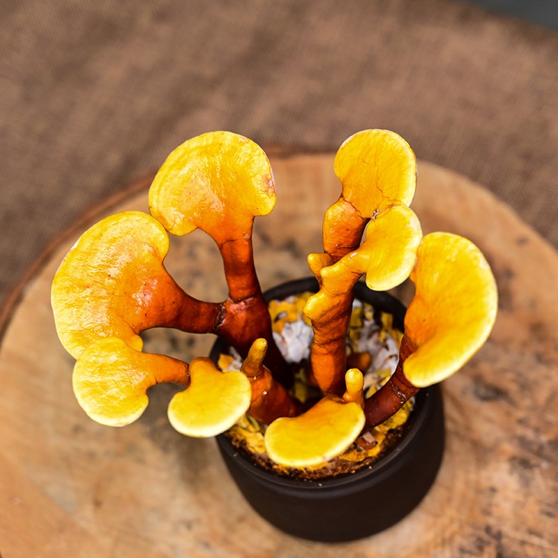赤灵芝盆景创意盆栽活p体种植客厅室内办公室四季常青桌面好养植图片