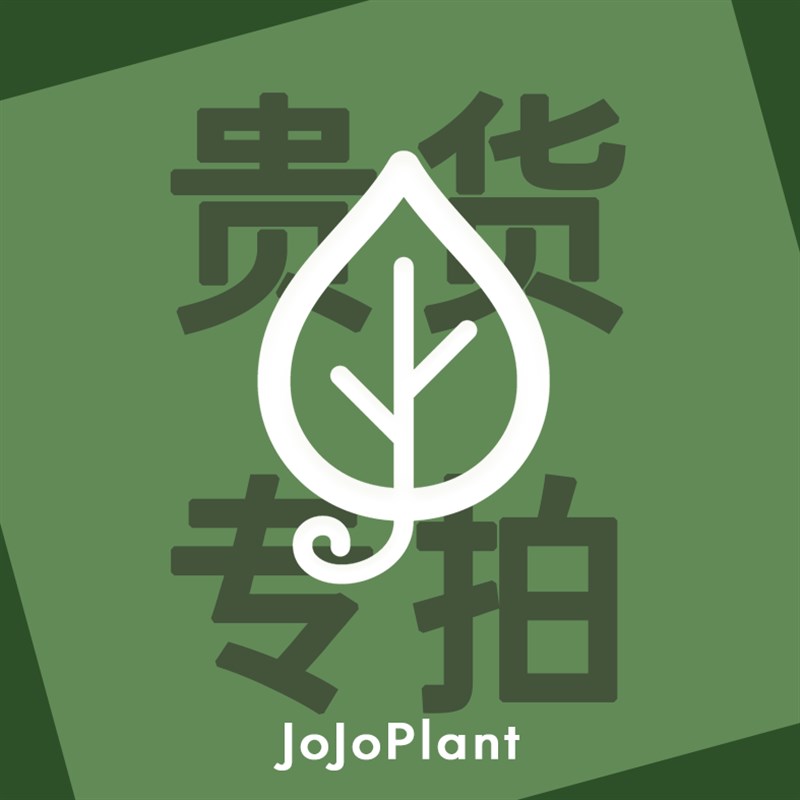 短黄龟背竹/短茎j黄锦龟背竹 稀有锦化美丽热植盆栽 浇浇植物超市图片