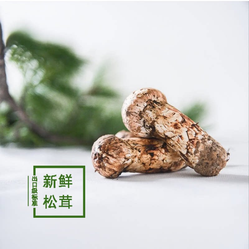 新鲜野生松茸四川甘孜康巴松茸