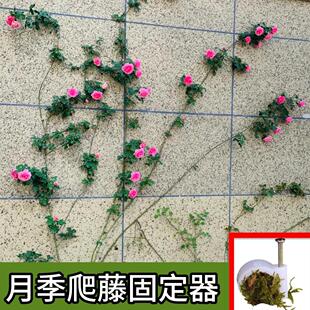 爬藤固定器户外蔷薇花墙绿植藤蔓挂墙牵引扣粗糙墙面水泥墙钉 月季
