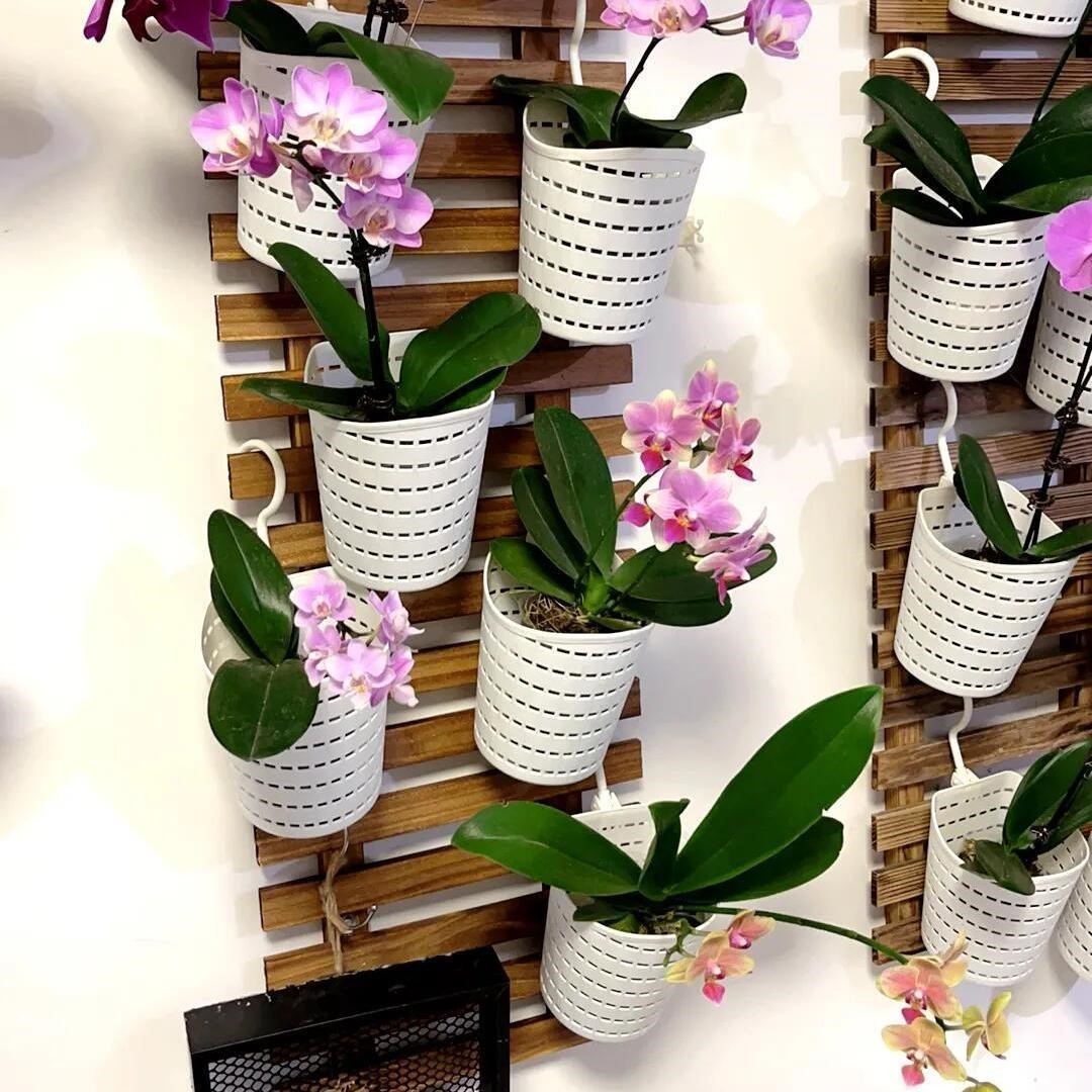 多功能悬挂花篮蝴蝶兰专用花盆壁挂置物篮简约懒人花盆塑料盆栽