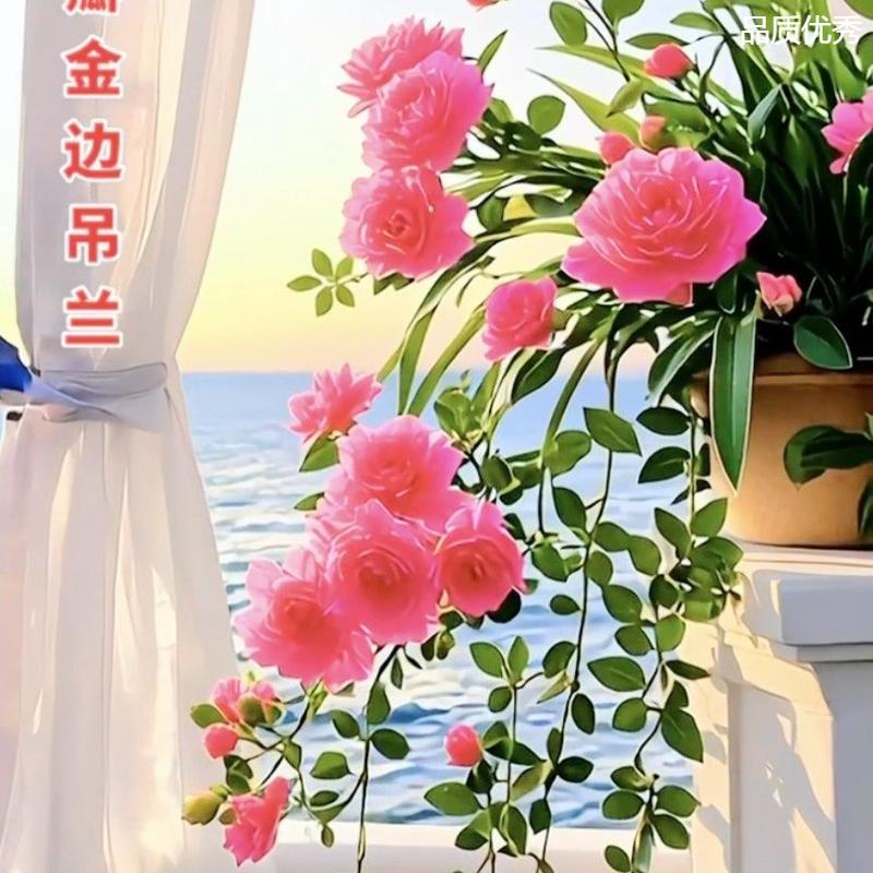 重瓣新鲜浓香型种球重花苗