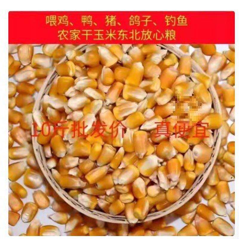 新货干玉米100斤养殖玉米散装玉米粒喂鸡鸭鹅猪鸽子钓鱼打窝包邮